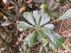 Pieris japonica taiwanensis