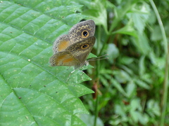 Perophthalma tullius