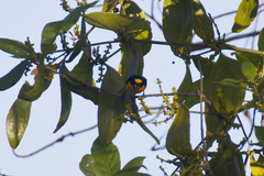 Euphonia minuta
