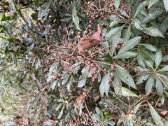 Pieris japonica taiwanensis