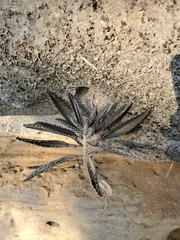 Kalanchoe delagoensis