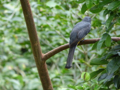 Trogon