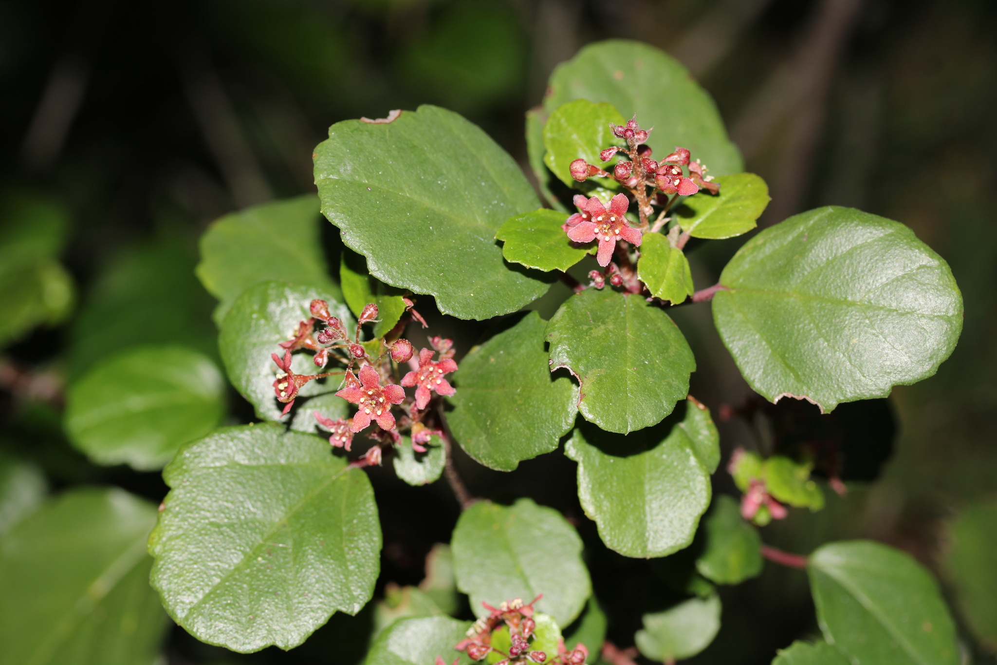Ribes viburnifolium