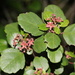 Santa Catalina Island Currant - Photo (c) hsug1747, some rights reserved (CC BY-NC)