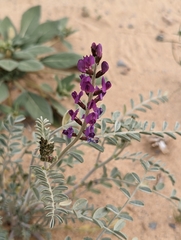 Astragalus lentiginosus