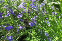 Bombus flavifrons