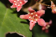 Ribes viburnifolium