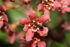 Ribes viburnifolium