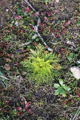 Sanicula arctopoides