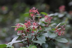 Ribes viburnifolium