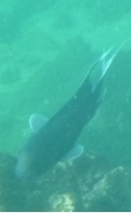 Microspathodon dorsalis