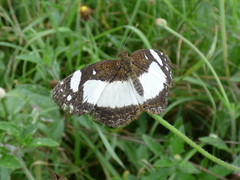 Janatella leucodesma