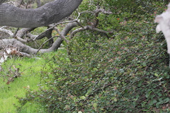 Ribes viburnifolium
