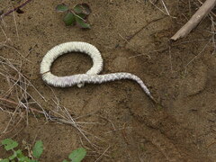 Crotalus oreganus