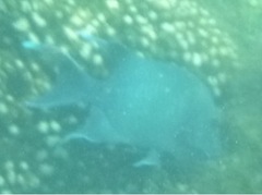 Microspathodon dorsalis