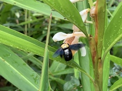 Xylocopa aestuans