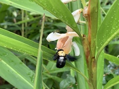 Xylocopa aestuans