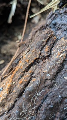 Fungi