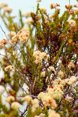 Adenostoma fasciculatum