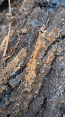 Fungi