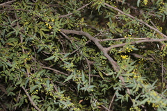 Berberis nevinii
