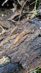 Fungi