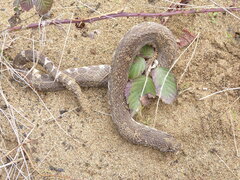 Crotalus oreganus