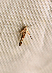 Stathmopoda melanochra