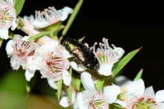 Diphucrania marmorata