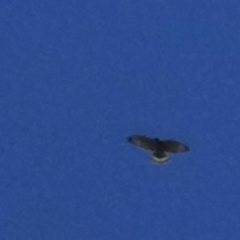 Buteo platypterus