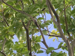 Yungipicus moluccensis