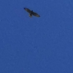 Buteo platypterus