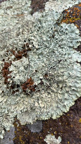 iNaturalist observation photo of Cumberland Rock Shield