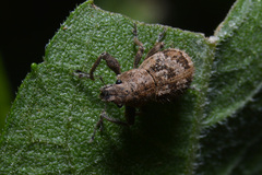 Pantomorus postfasciatus