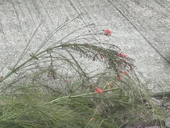 Russelia equisetiformis