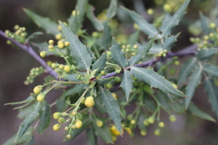 Berberis nevinii