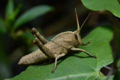 Staleochlora viridicata