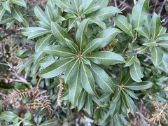 Pieris japonica taiwanensis