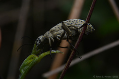 Epicauta minutepunctata