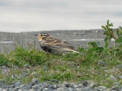 Calcarius ornatus