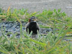 Calcarius ornatus