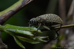 Epicauta minutepunctata