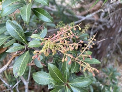 Pieris japonica taiwanensis