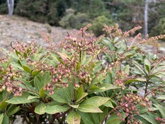 Pieris japonica taiwanensis