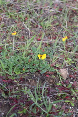 Viola pedunculata