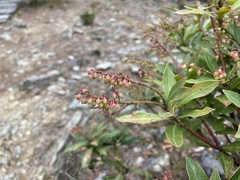 Pieris japonica taiwanensis