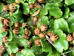 Marchantia