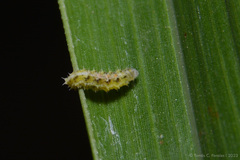 Dioprosopa clavata