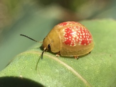 Paropsisterna fastidiosa