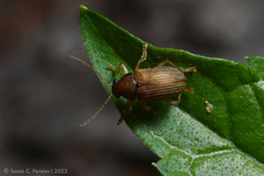 Colaspis cribricollis